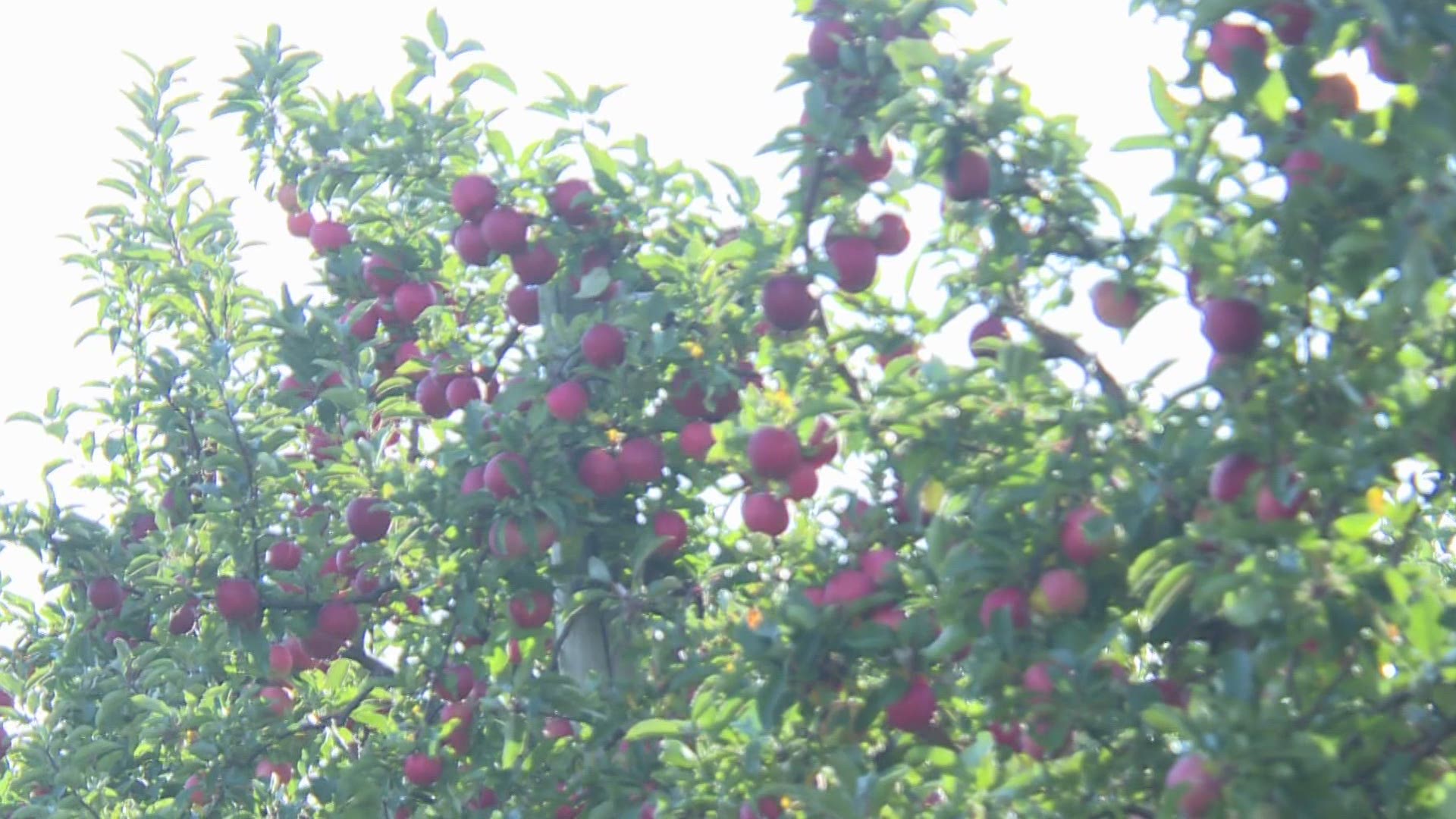 A few more bad apples -- that is what farmers are prepping for as our climate continues to change.