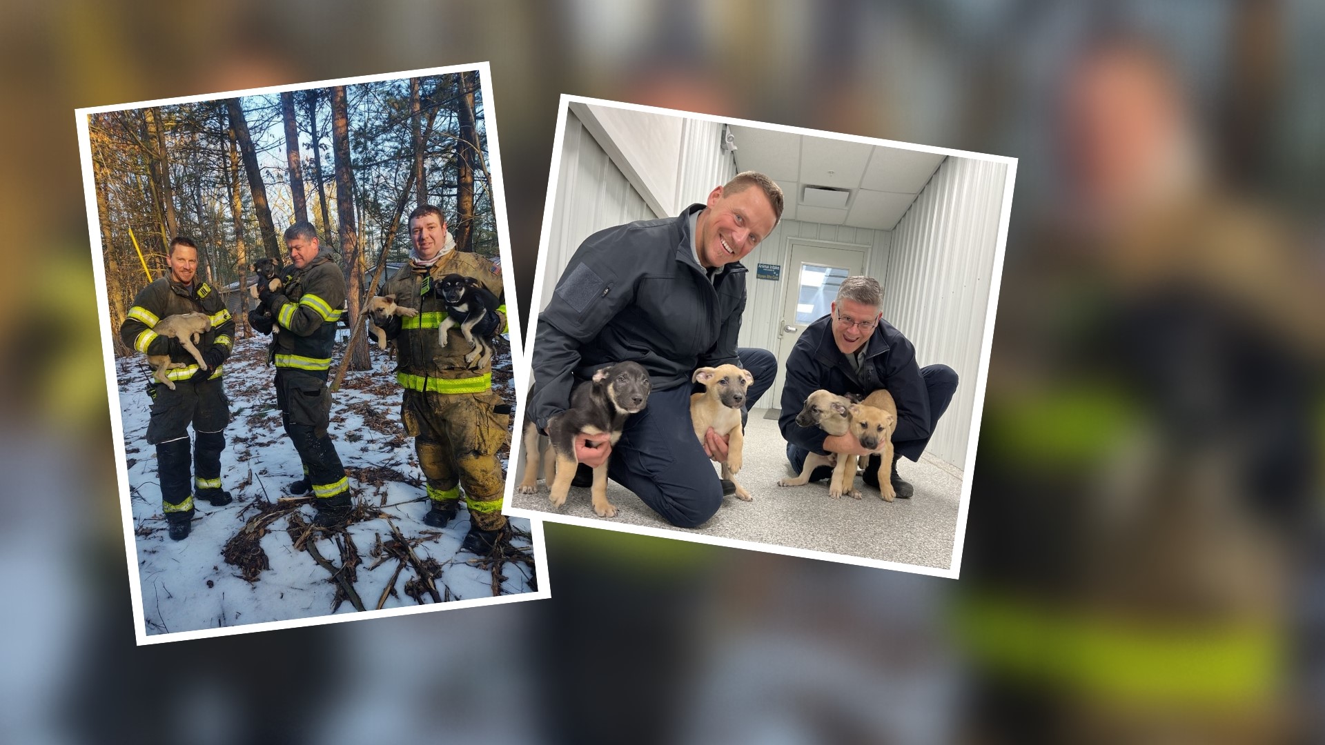 Firefighters enter burning home to save 5 puppies from fire | wzzm13.com
