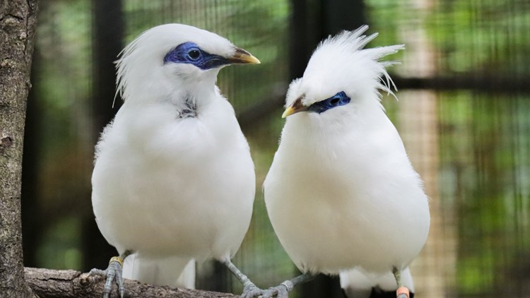 Some birds return to exhibits at John Ball Zoo
