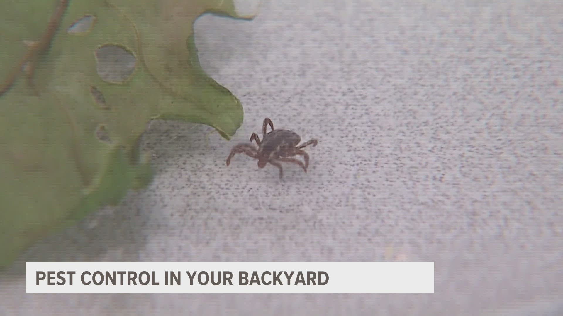 From preventing overgrown lawns and brush to applying pesticides, there are plenty of options to help keep your backyard tick-free this summer.