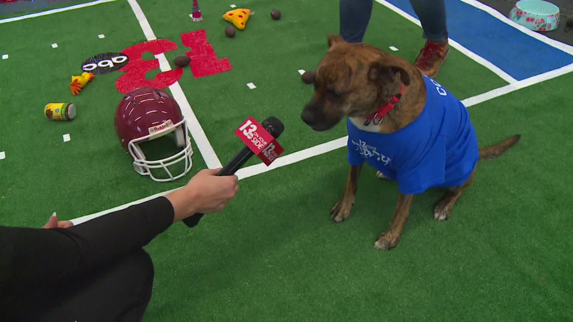 13 ON YOUR SIDE's Canine Cup is back for a third year, watch as the Kansas City Chewers take on the Tampa Bay Barkaneers.