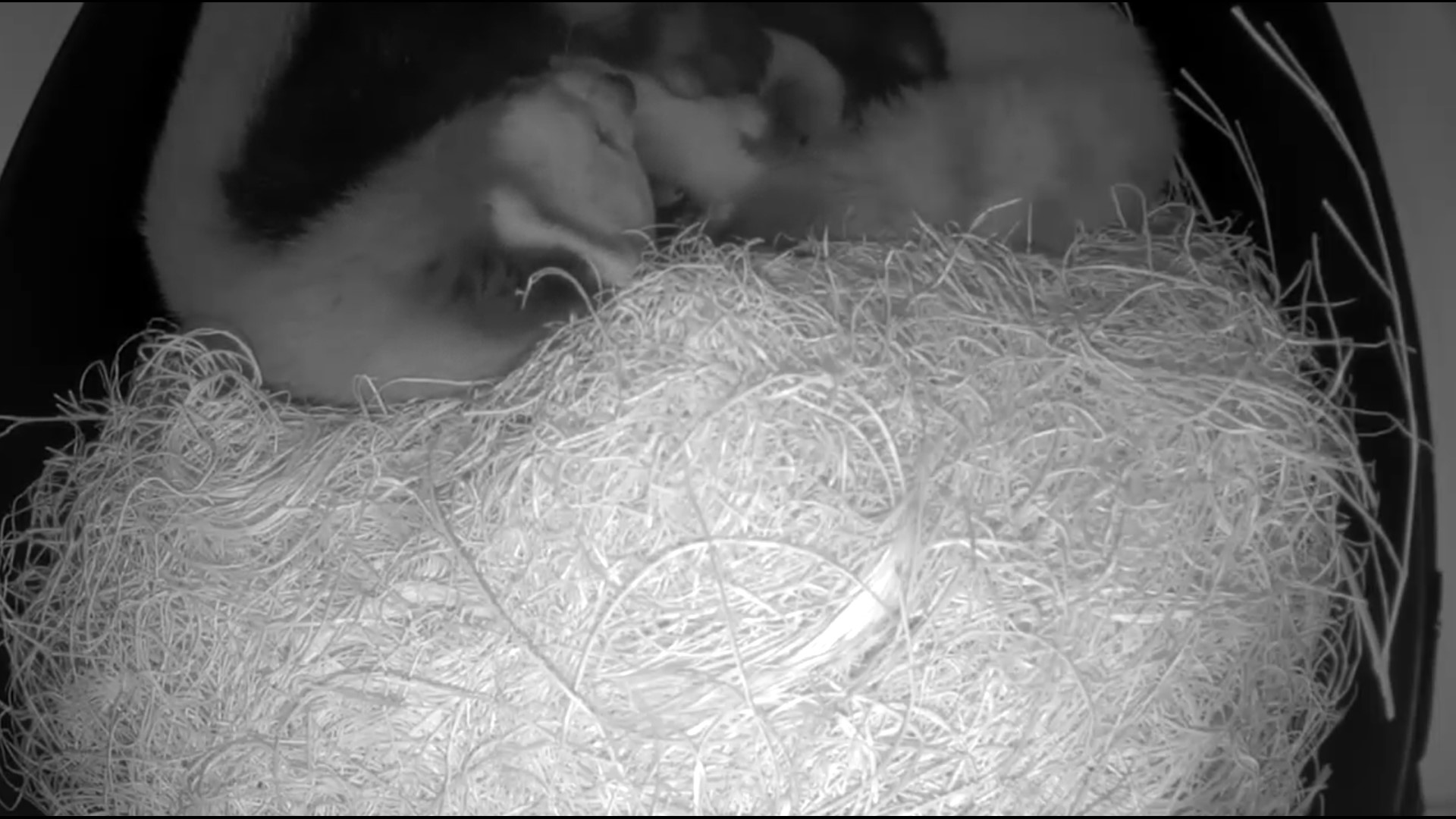 Wasabi nestled with her cubs at John Ball Zoo