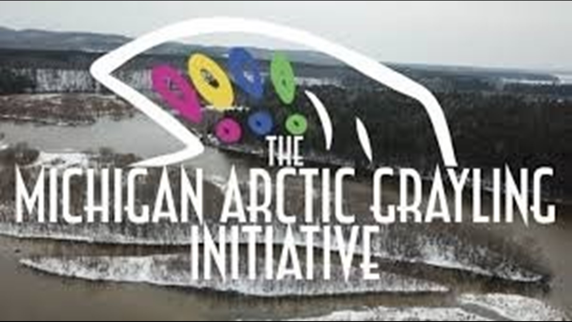 Arctic grayling return to Michigan as reintroduction initiative gains