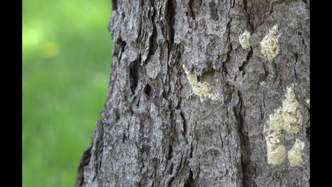Gypsy Moth poses threat to oak trees Here's how you can help