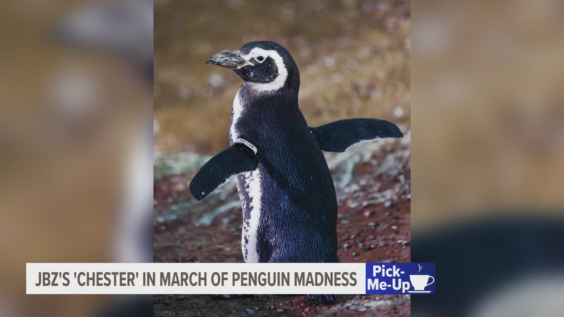 Chester, the Magellanic penguin from John Ball Zoo, is competing against 47 other penguins to be named the "March of the Penguin Madness" tournament champion!