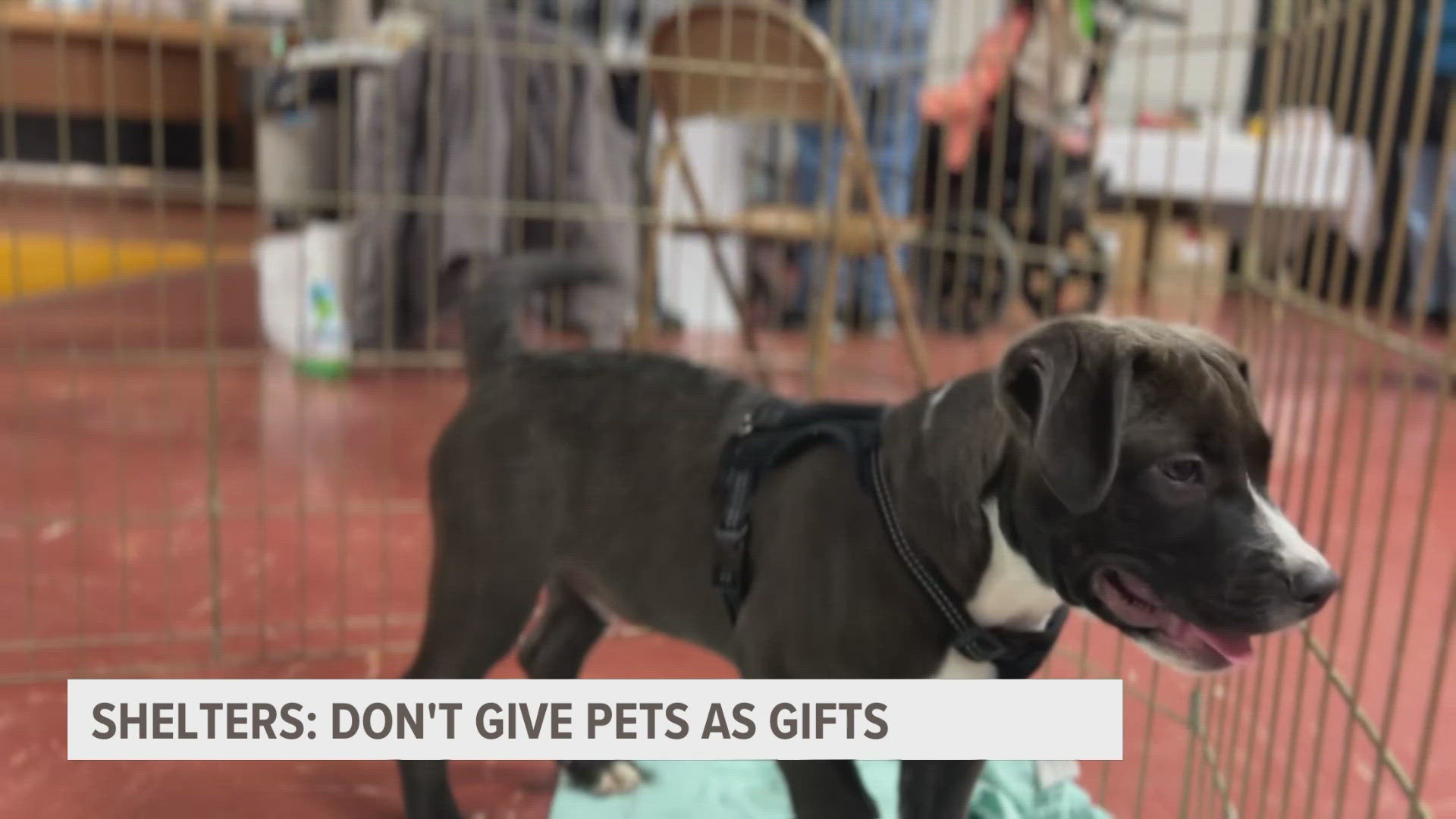 Staff at the Big Lake Humane Society love finding forever homes for pets. But if you're adopting this time of year, there are some things to keep in mind.