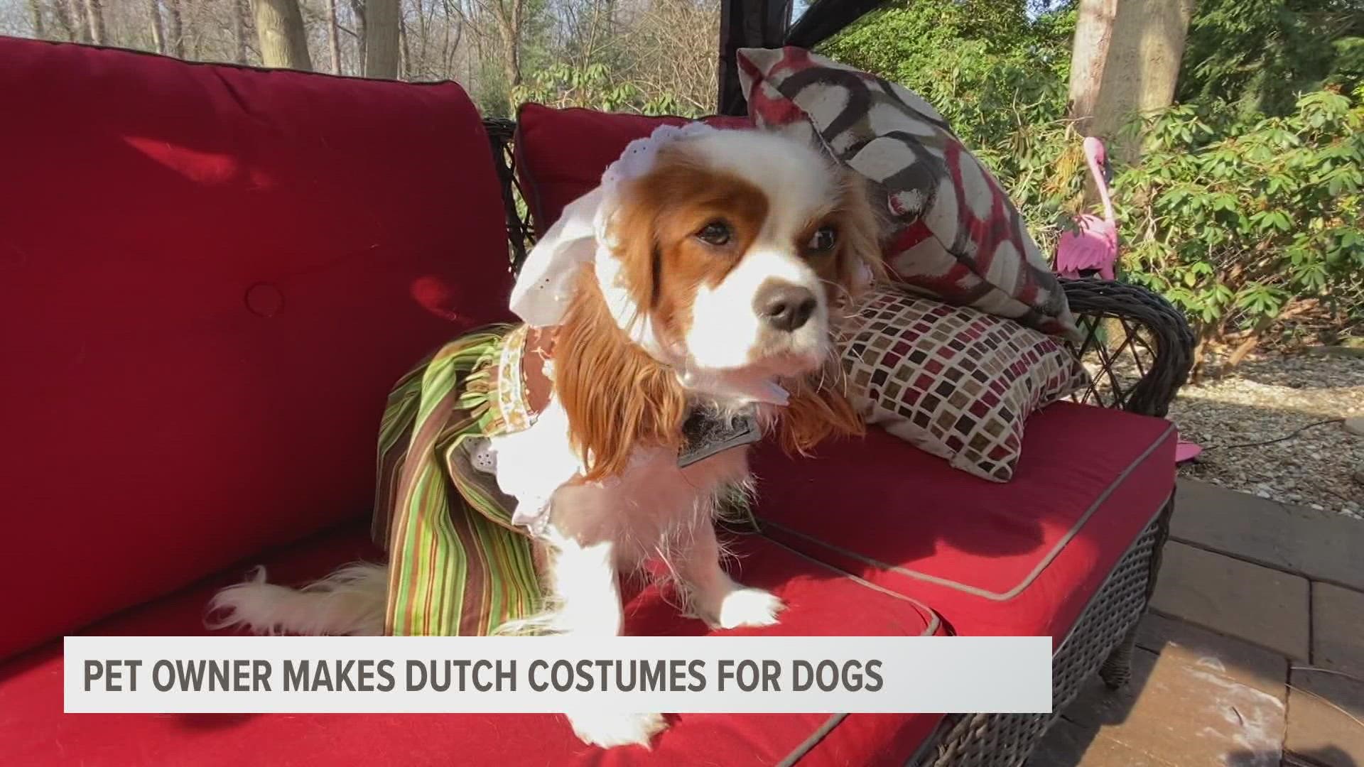 This adorable horde of Cavalier King Charles Spaniels are getting used to the Dutch costumes they’ll be wearing during the Tulip Time parade.