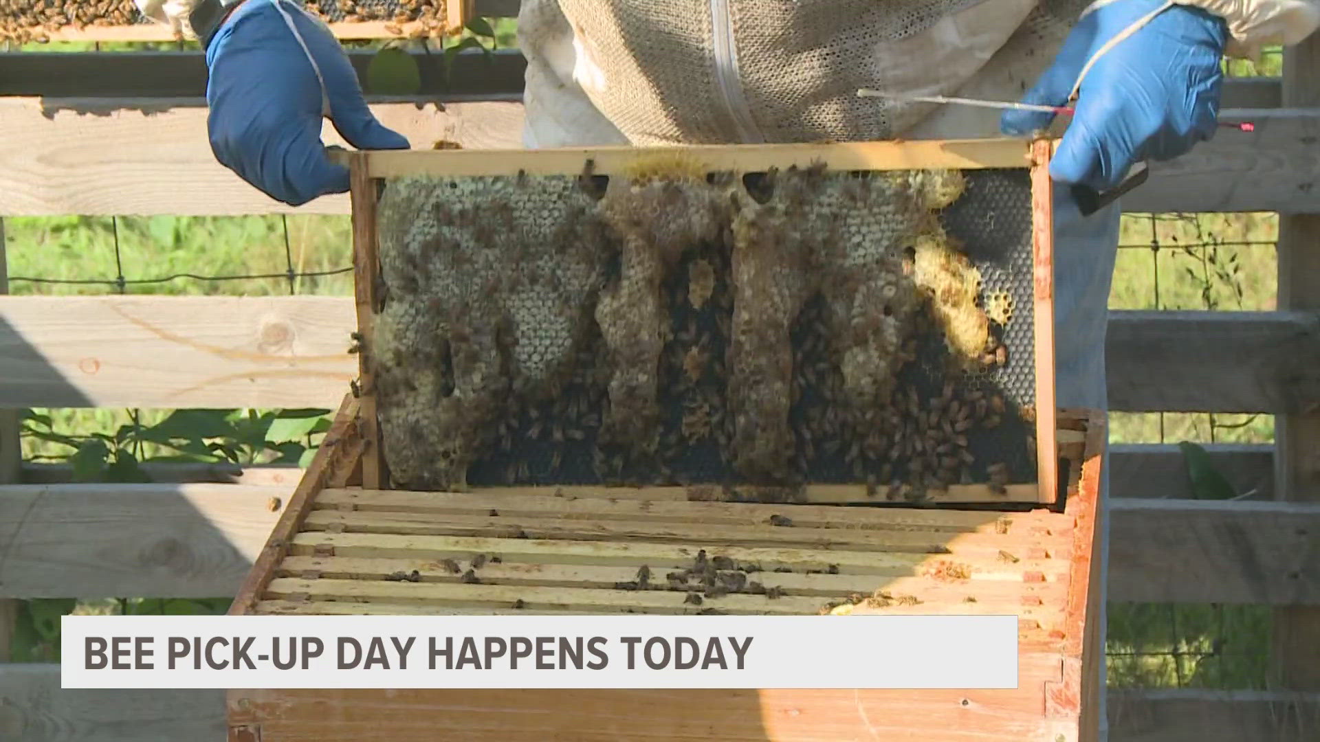 The annual Bee Pick-Up Day is a sign that flowers and crops will soon be ready for the bees to pollinate them, ushering in the arrival of spring.