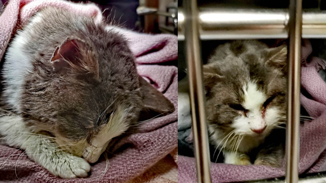 Cat found frozen to ground after winter storm dies