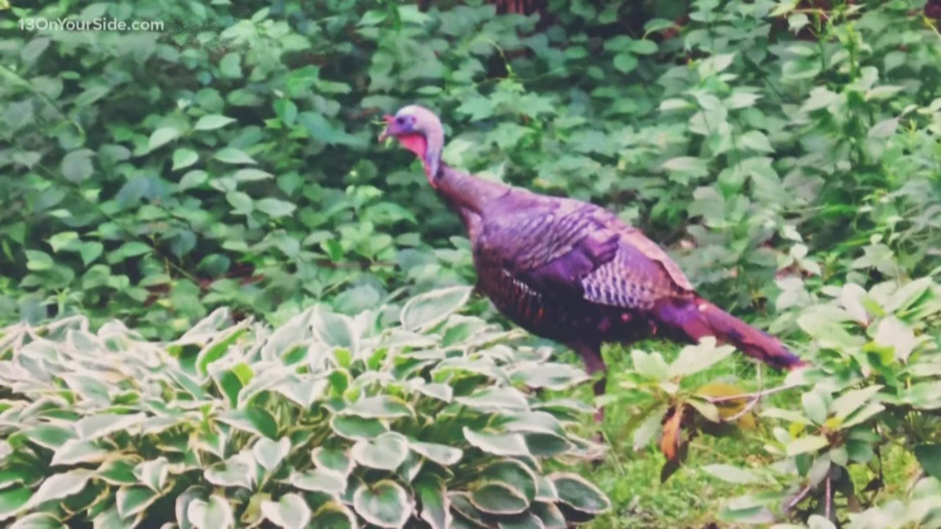 Wild turkey ran over and clubbed near Holland