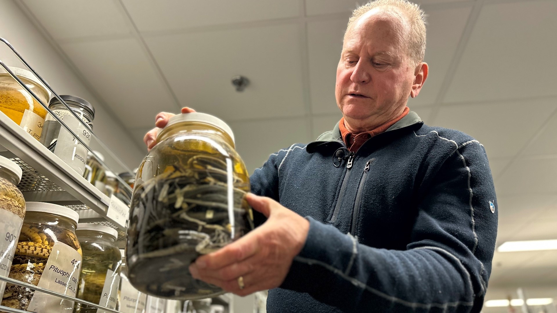 Greg Schneider looks through some of the newly acquired jars filled with snake specimens.