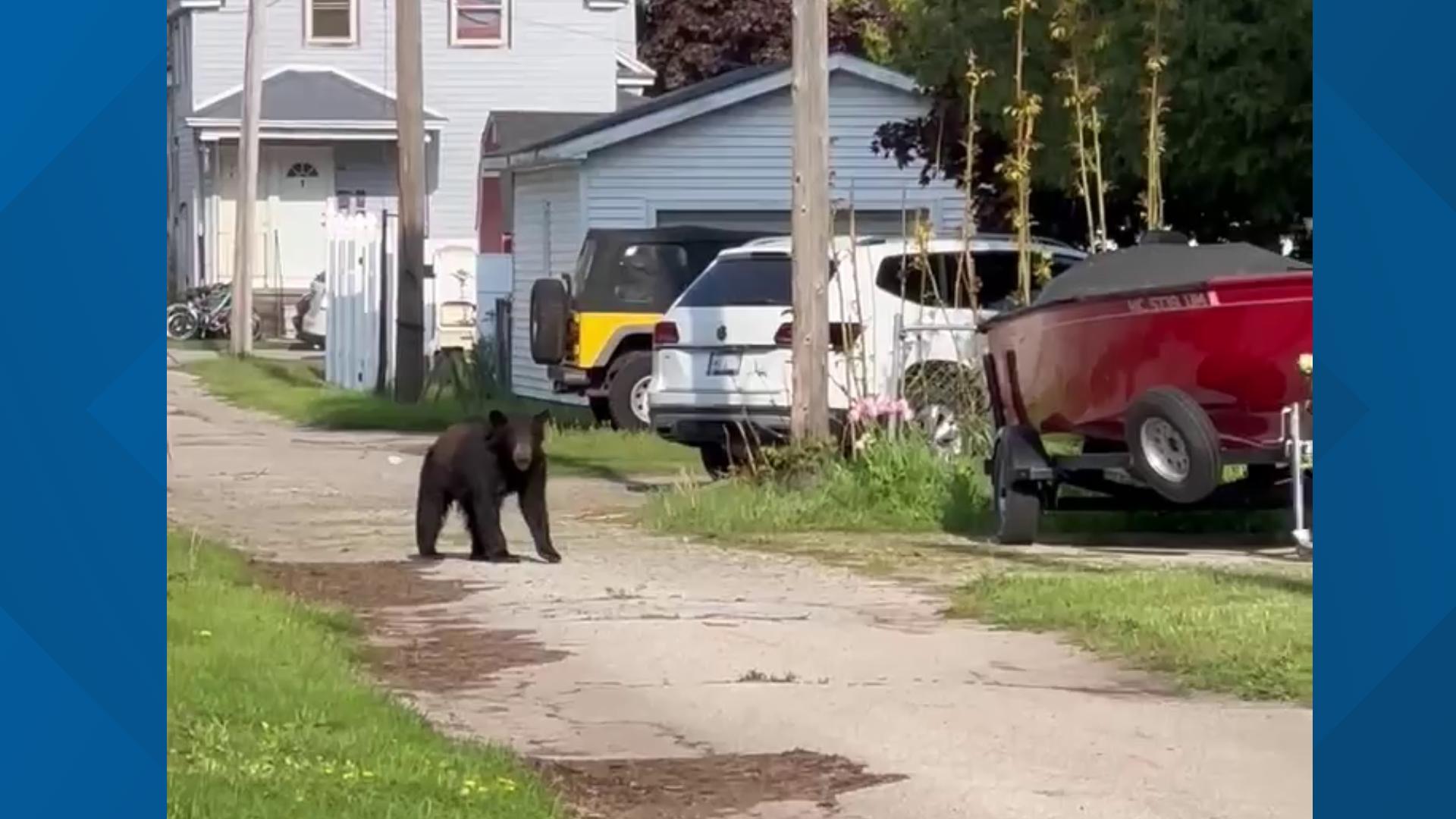 Neighbors took video of the bear walking in driveways. It was last spotted headed into the school forest area.
