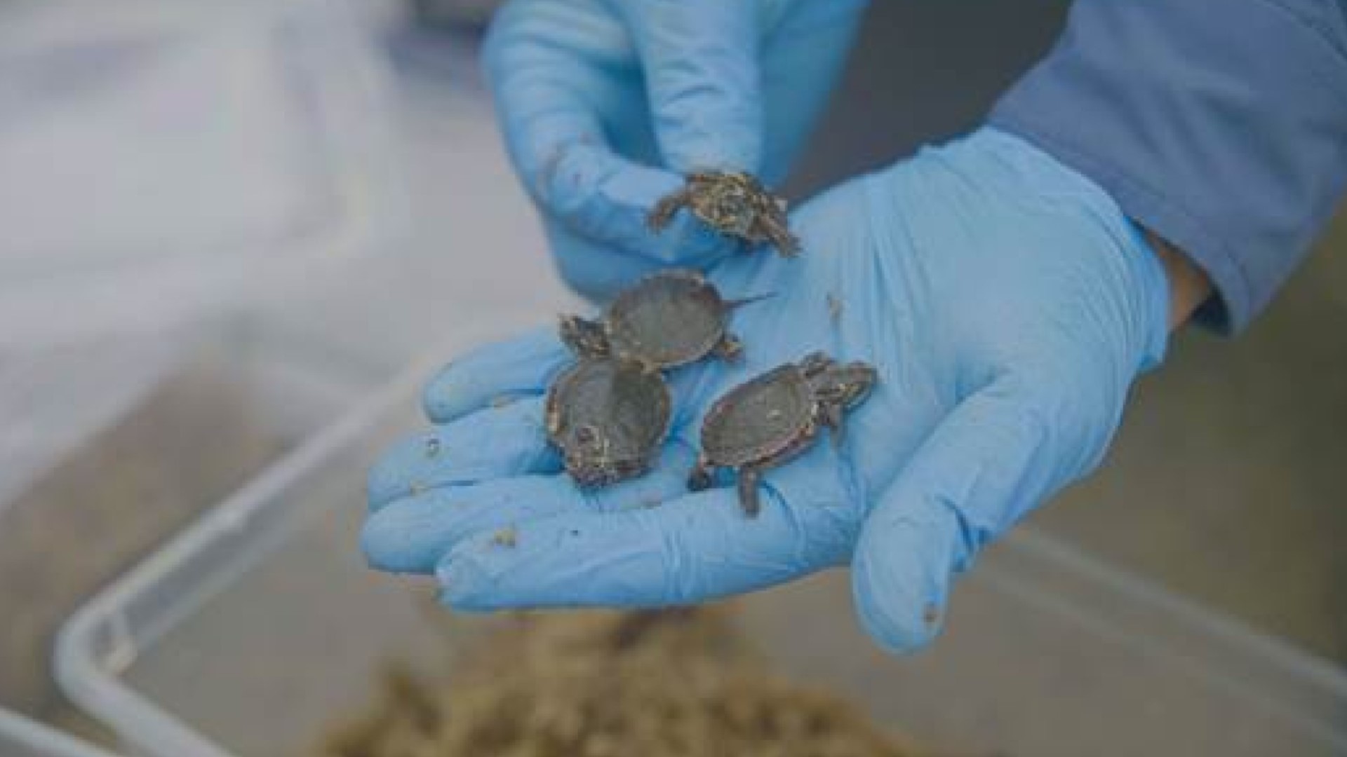 Consumers Energy releases 56 turtles rescued during pipeline project.