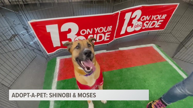 Adopt-a-pet: Meet Shinobi & Moses at Harbor Humane Society