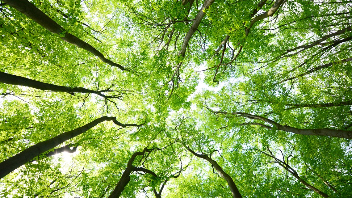 USDA Forest Service distributes $33 million to Michigan - Vimarsana News
