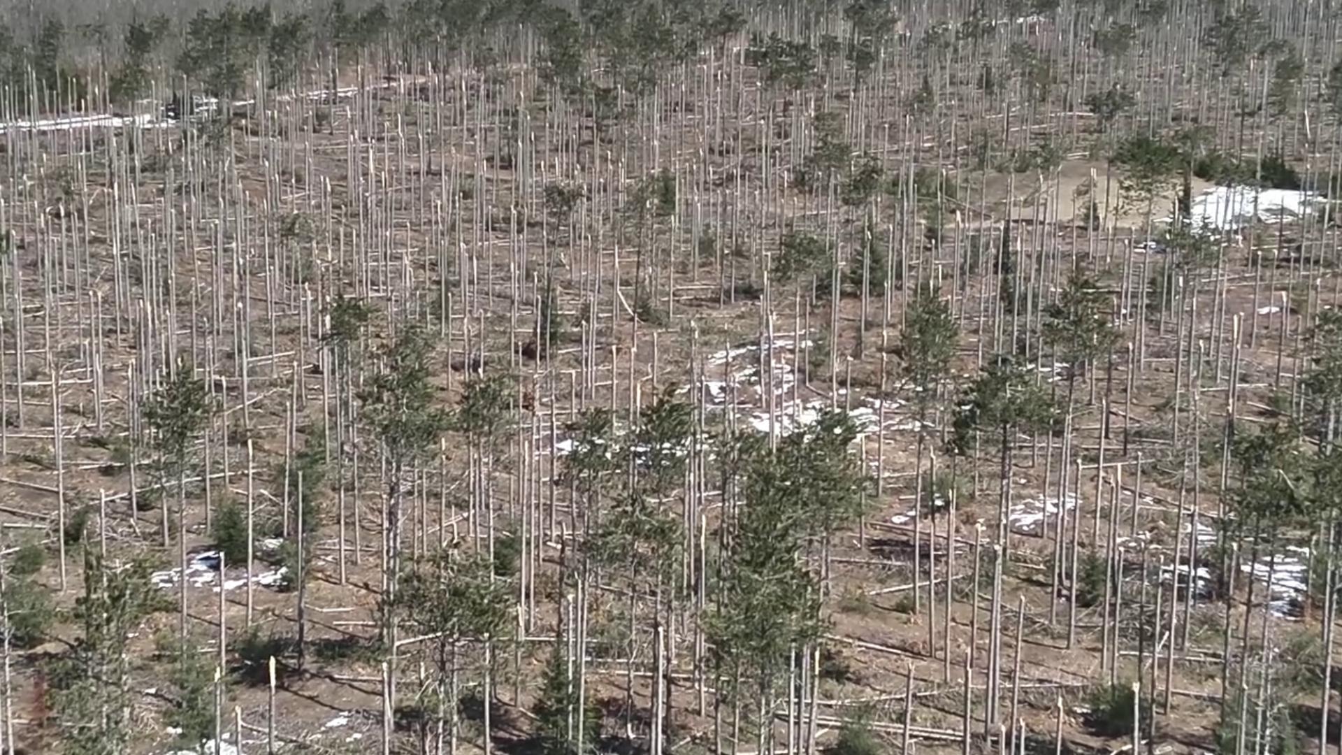 The Michigan Department of Natural Resources got drone video of this red pine plantation in the Pigeon River Country where the ice storm snapped tree tops.