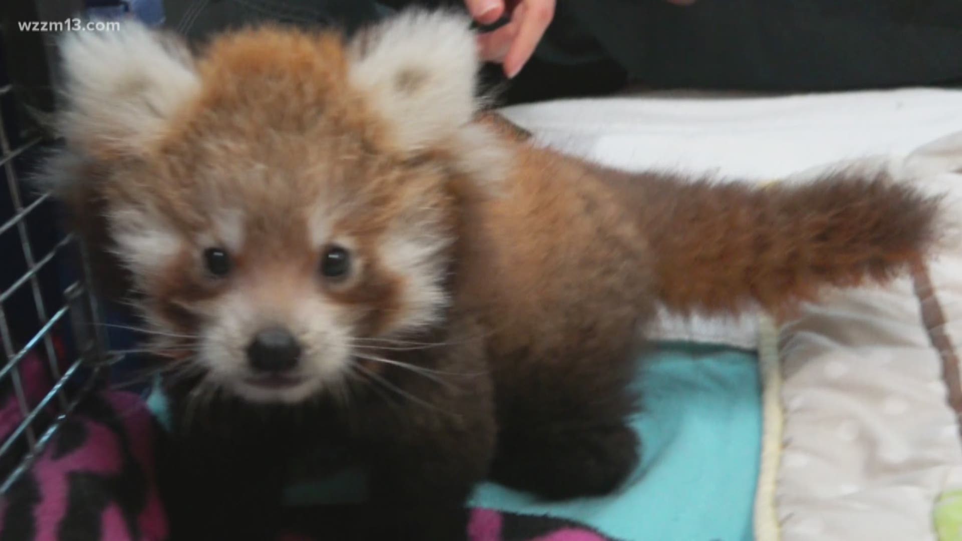 Binder Park Zoo now has a baby red panda on display | wzzm13.com