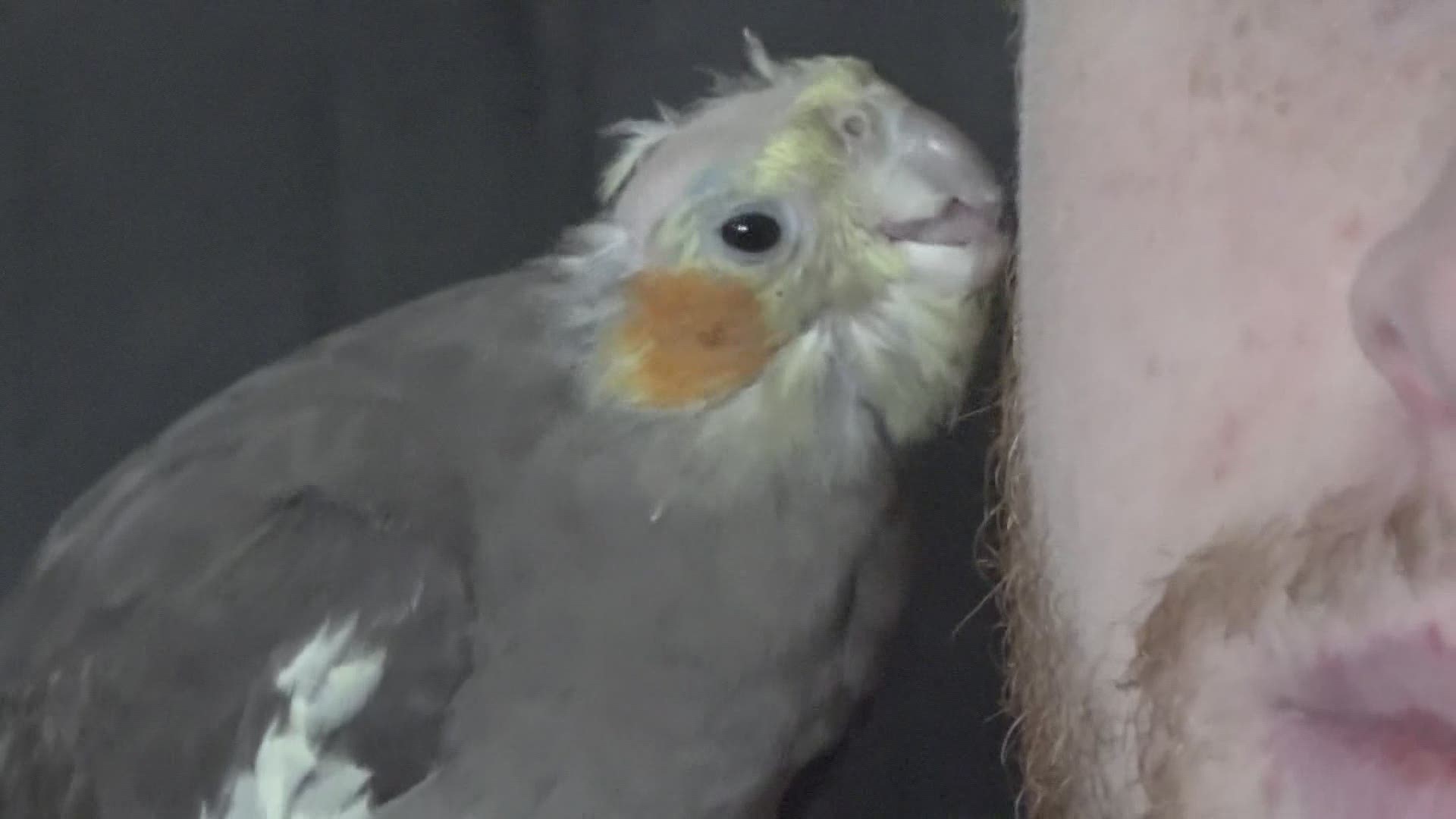 Missing pet cockatiel from West Michigan found near Lansing.