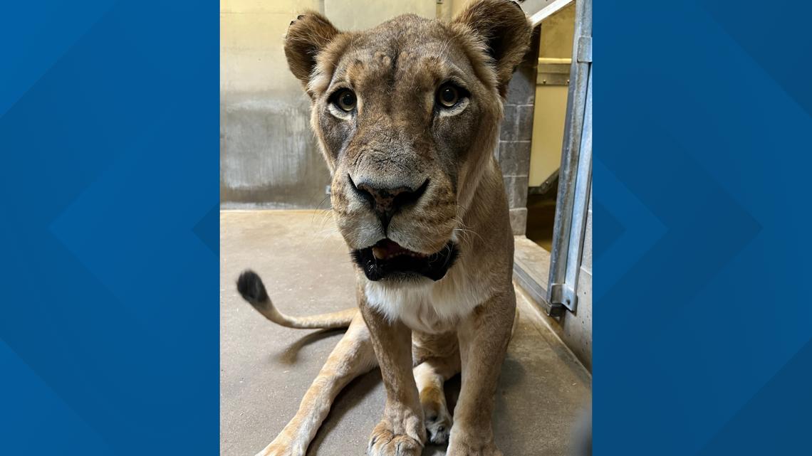 John Ball Zoo mourns death of female lion - Vimarsana News