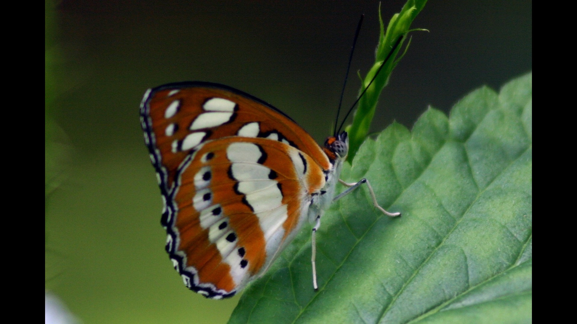 Butterflies Are Blooming at Frederik Meijer Gardens Opens March 1