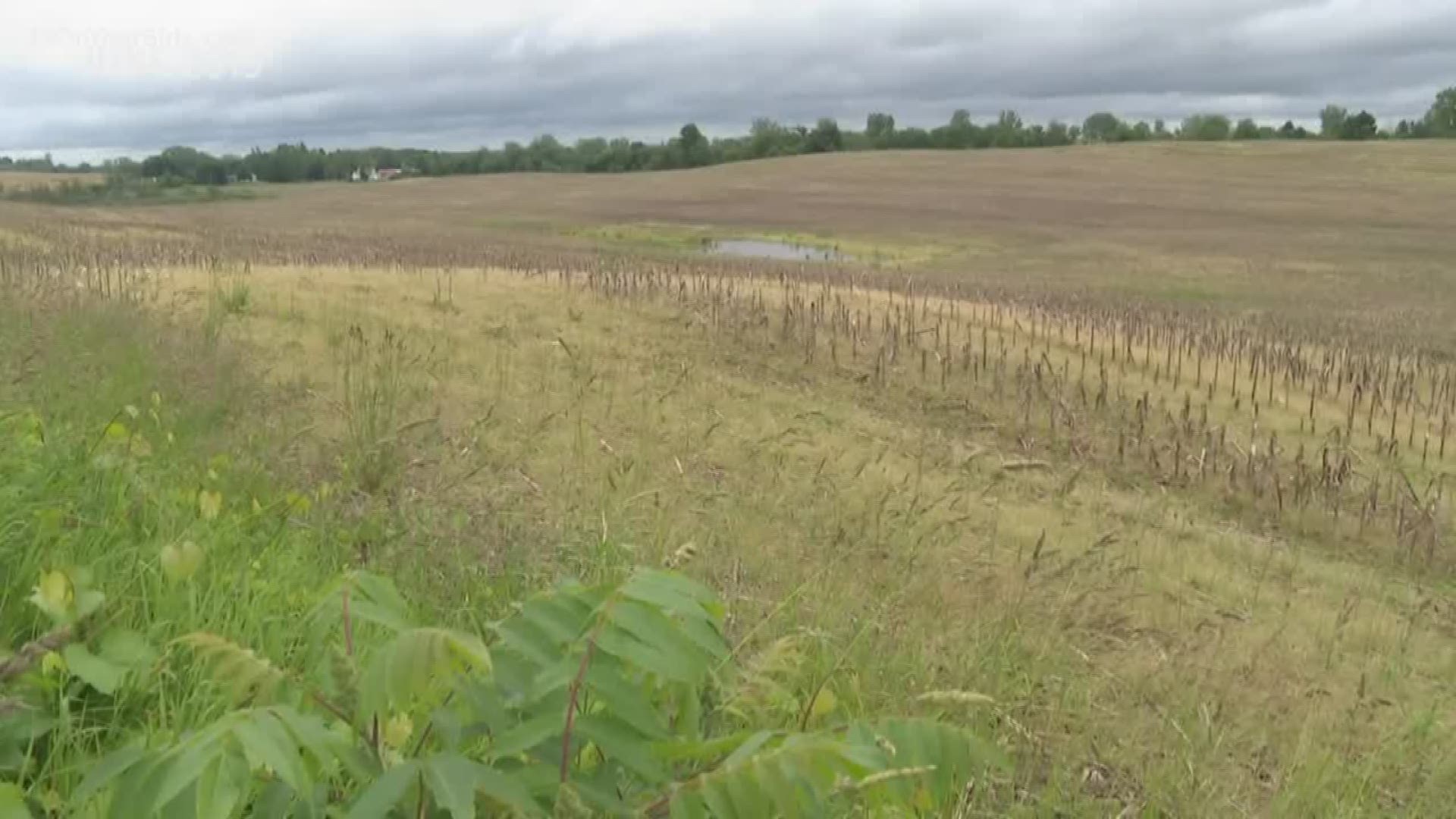 The wet spring has kept Michigan fields soggy, forcing farmers to wait or abandon planting for another year.