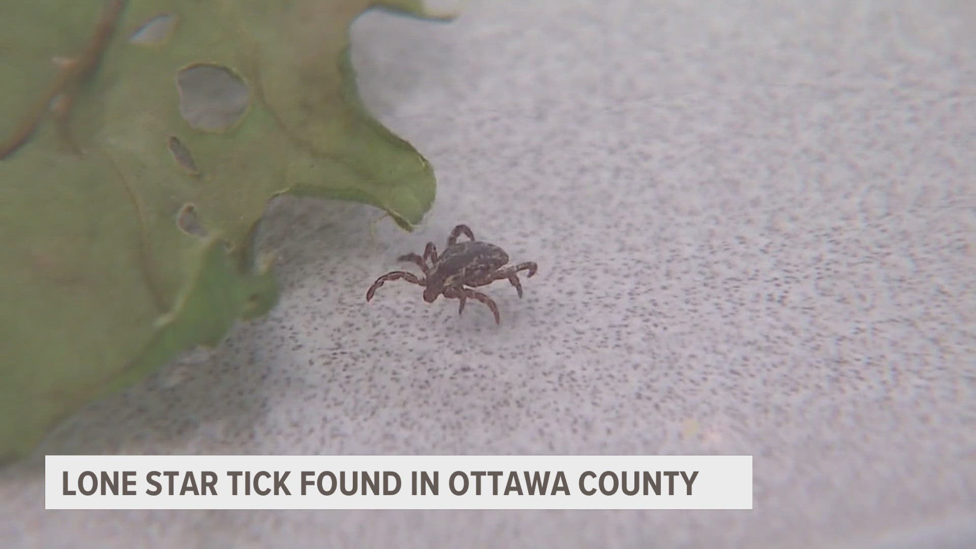 A new tick has been spotted in West Michigan and officials say they don't know if there are any more.