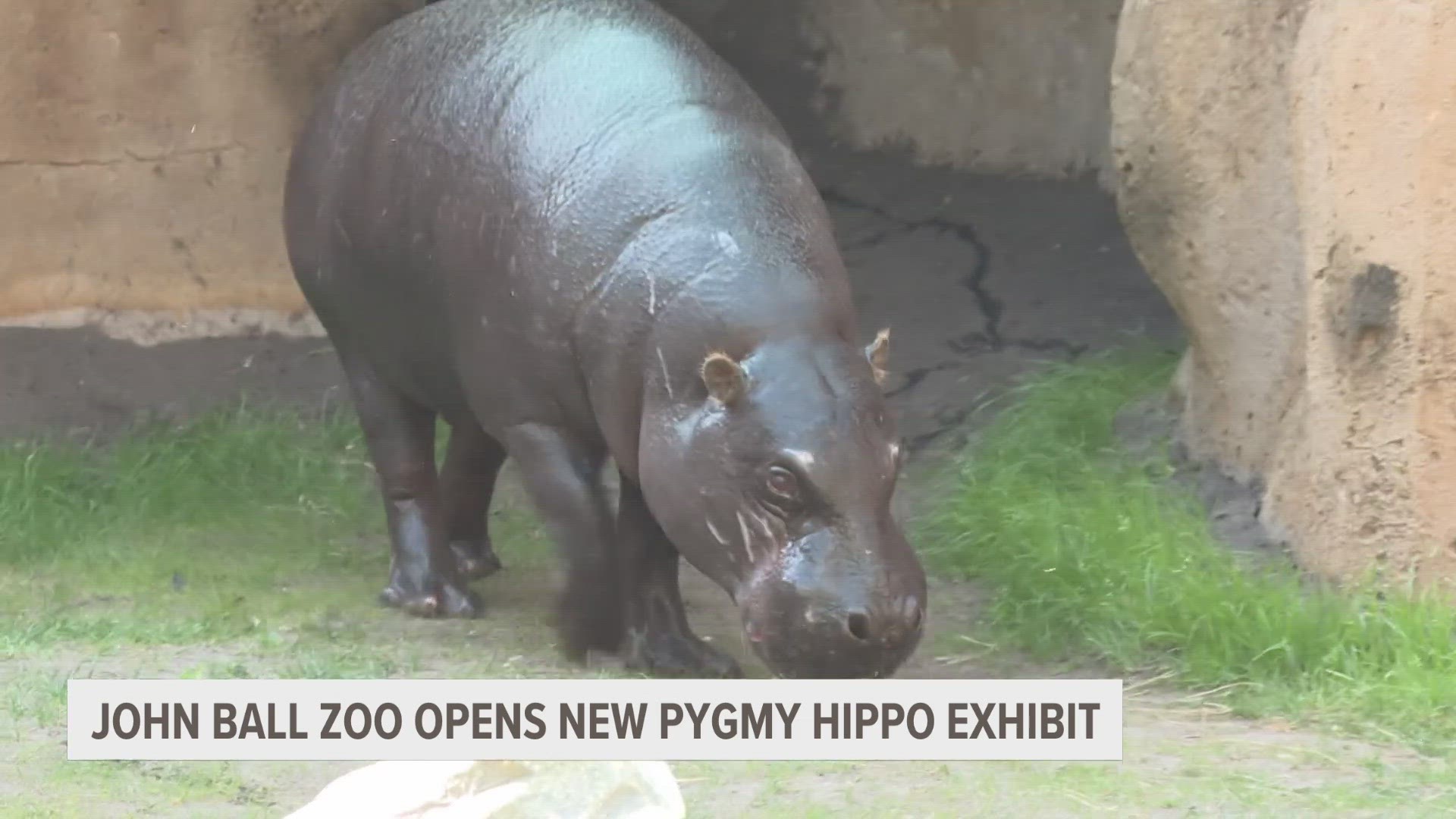 John Ball Zoo celebrating new pygmy hippo exhibit