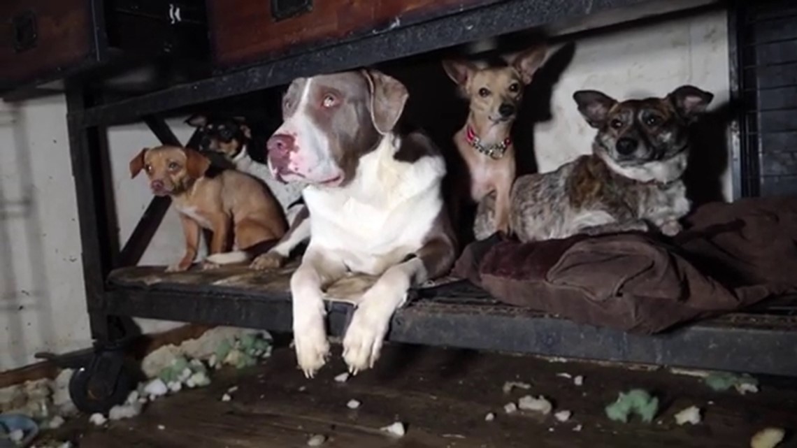 Michigan house deemed unlivable after authorities seize 80 dogs Michigan house deemed unlivable after authorities seize 80 dogs