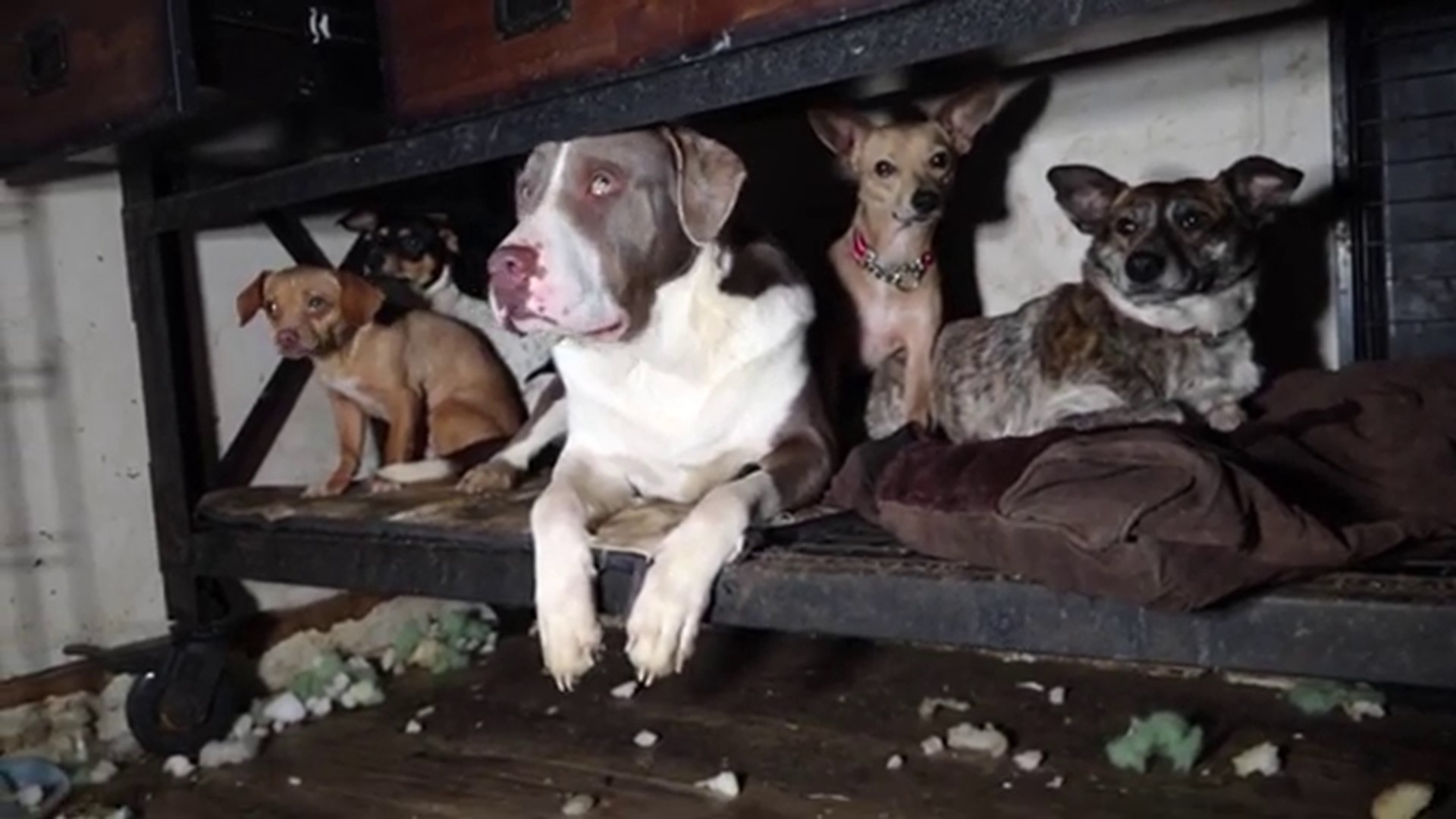 A look inside house deemed unlivable in Norton Shores animal neglect