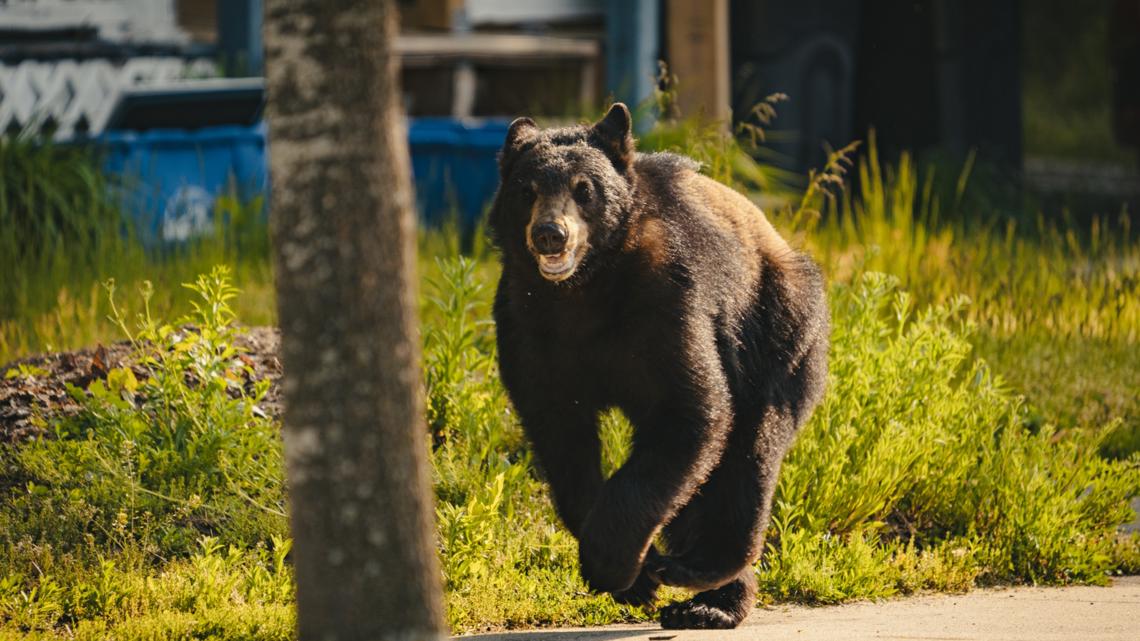 Local radio station helps track bear in Ludington with live-stream ...