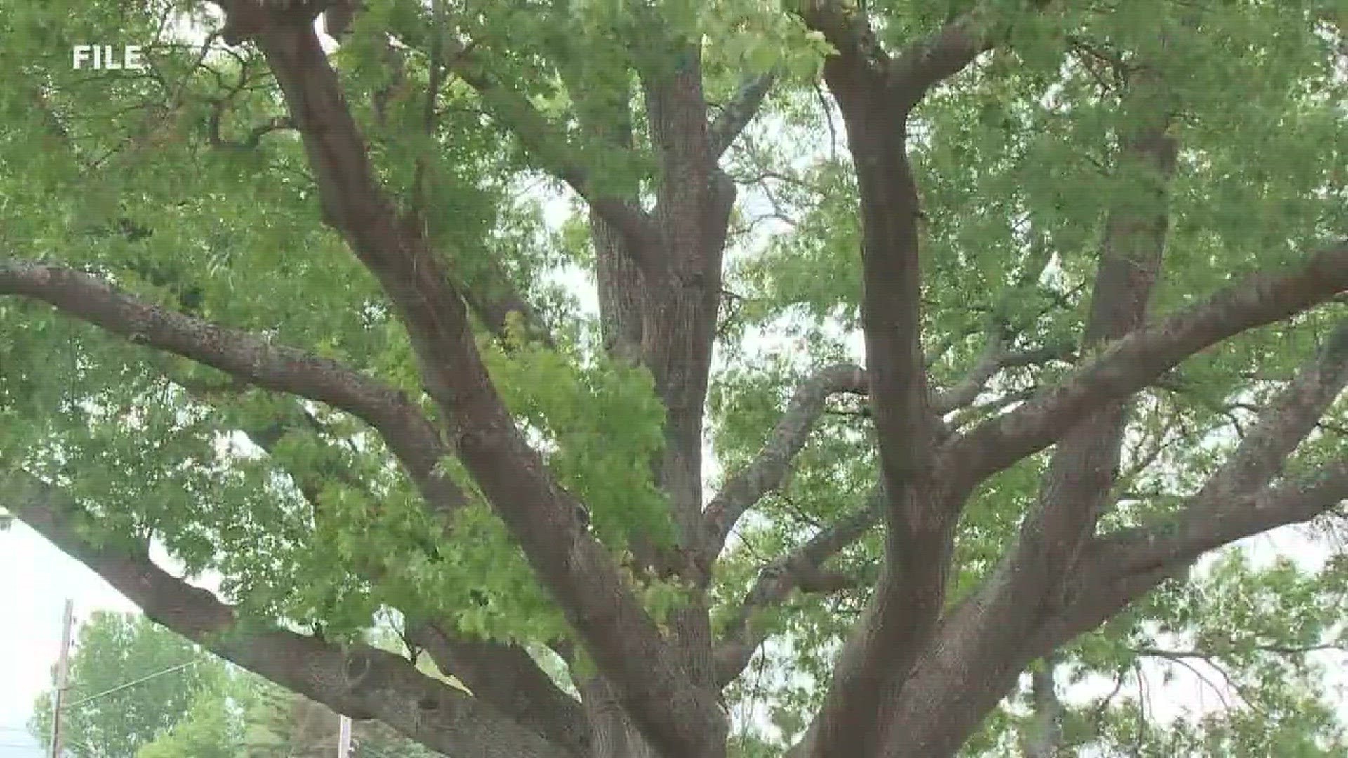 The tree in front of Spring Lake Middle School is starting to show signs of distress.