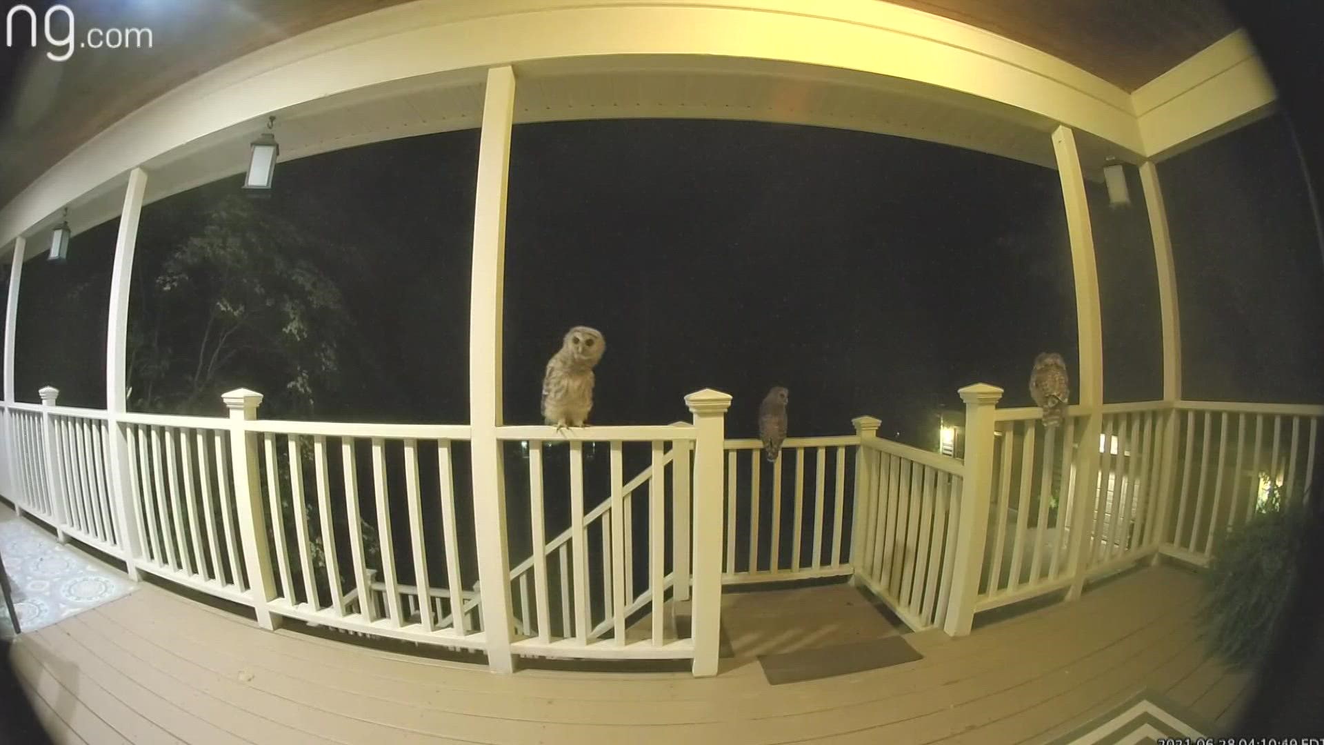 owls on ring camera