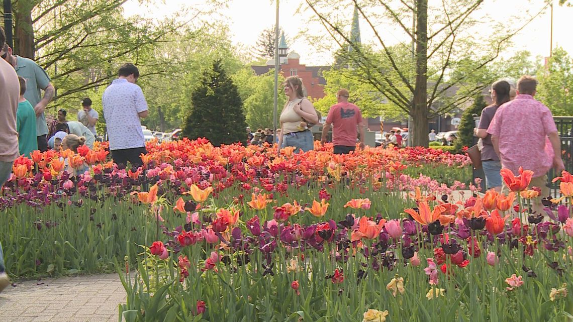 De tulpentijd begint met de Nederlandse cultuur, met tulpen volop tentoongesteld