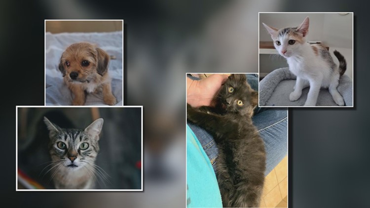 West MI pet rescue caring for over 150 foster animals