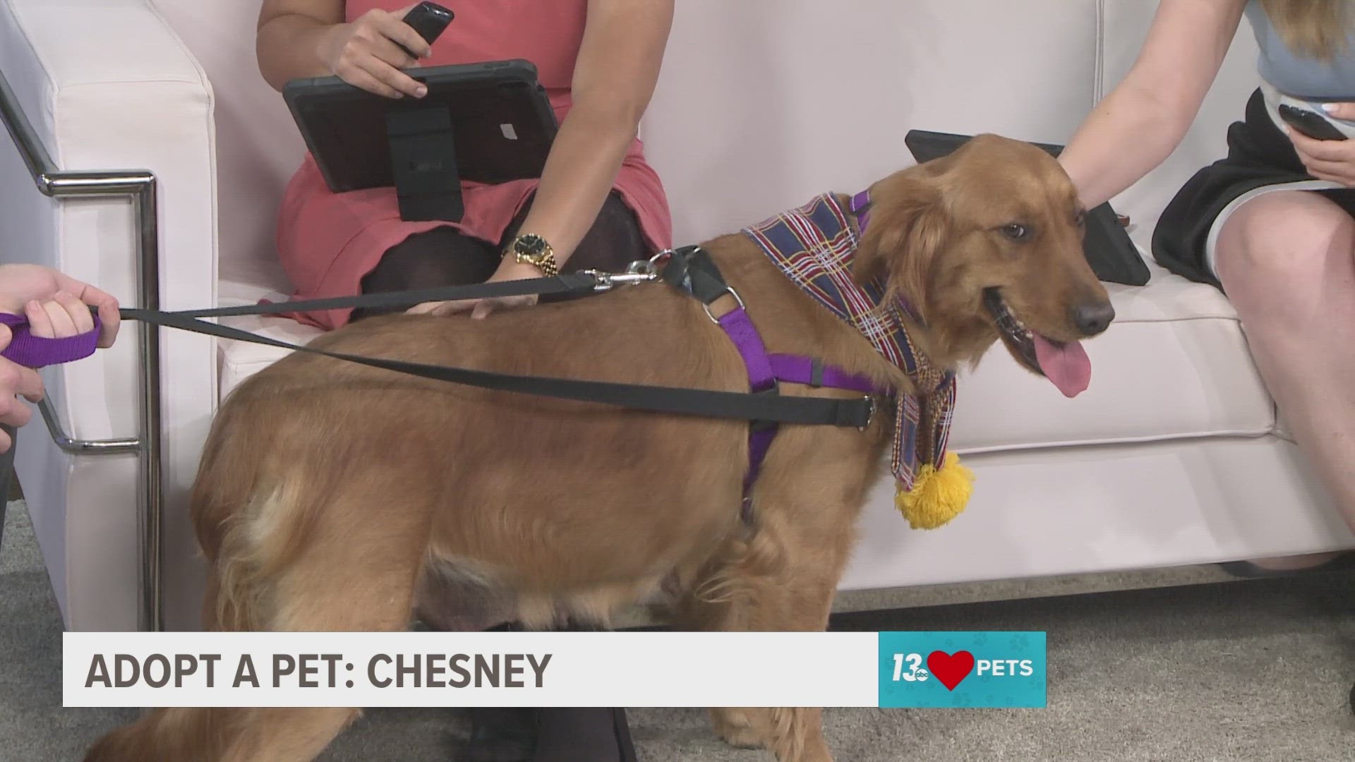 Chesney is adoptable through Big Lake Humane Society