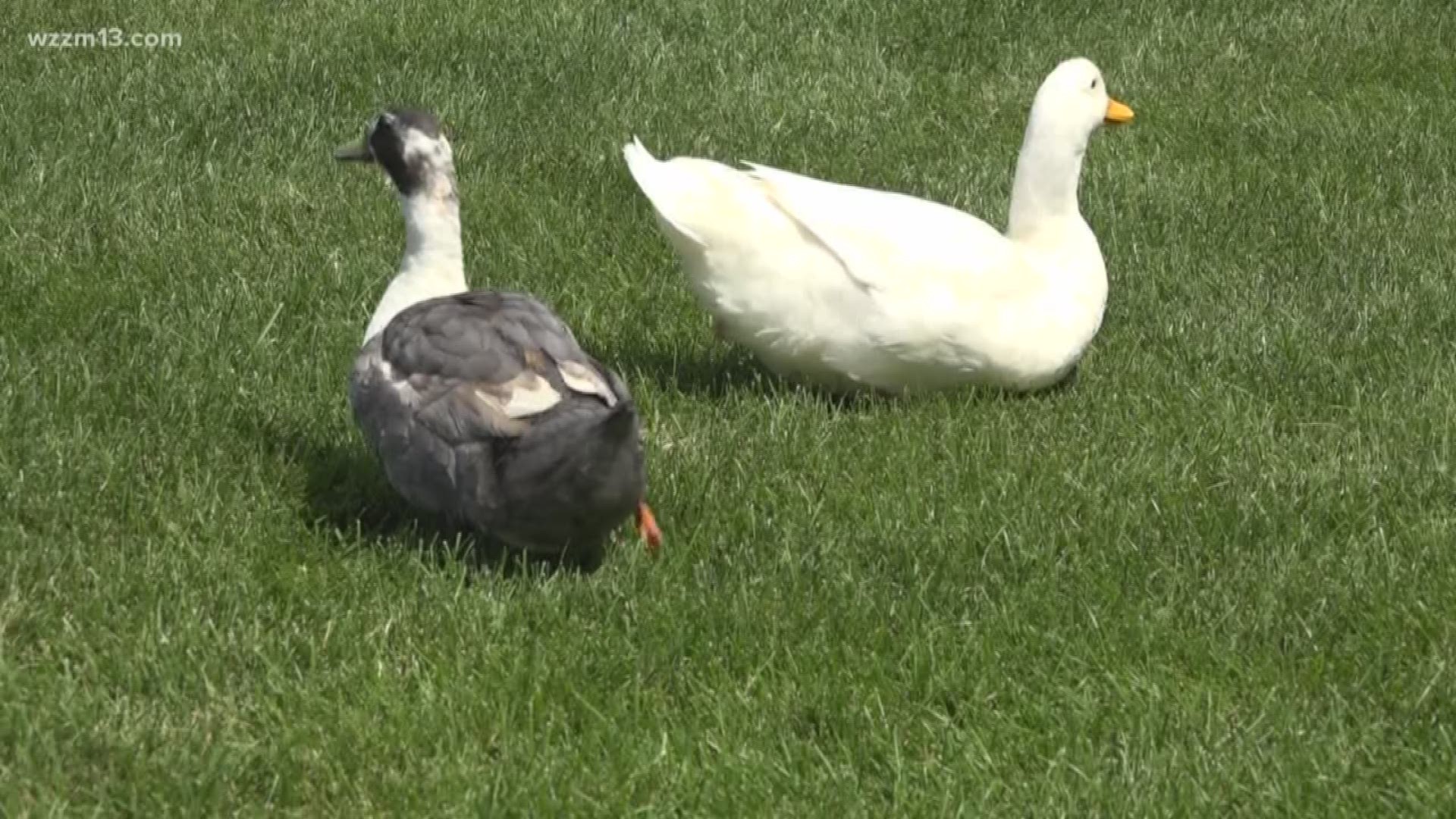 Duck dispute with son dealing autism