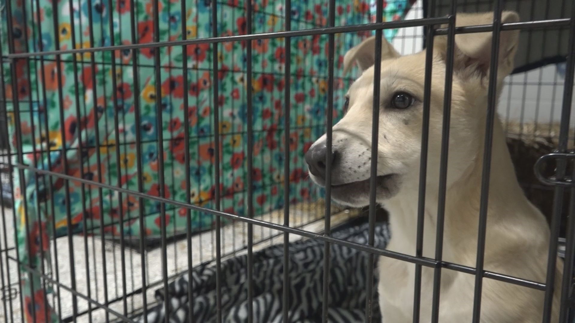 An animal shelter in Muskegon is temporarily closing because of a distemper outbreak caused by sick dogs from Cober Canines Rescue.