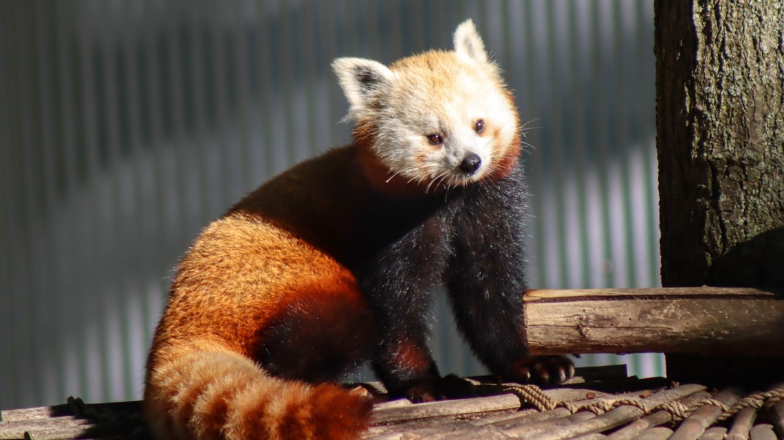 Saying Goodbye: Red panda cubs leaving John Ball Zoo | wzzm13.com