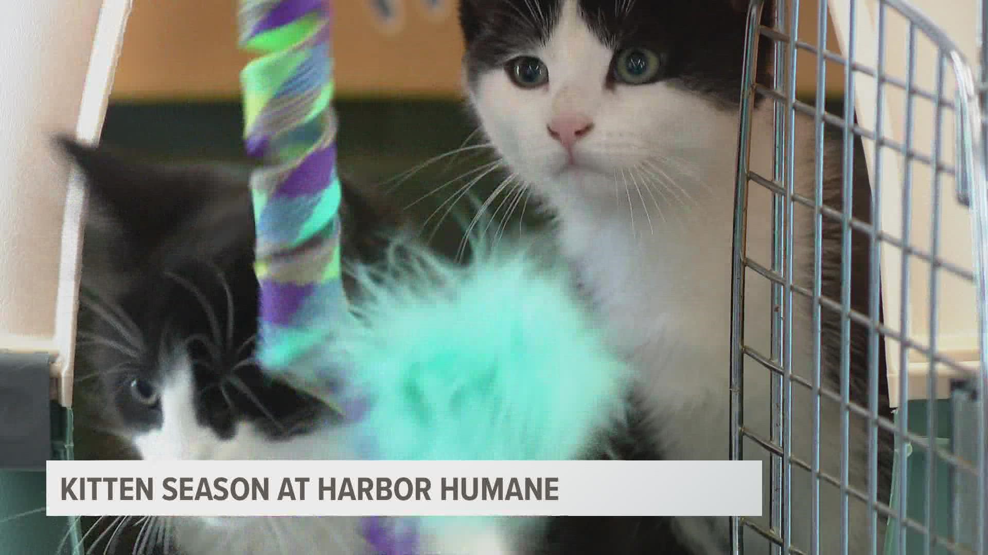 On a cold and rainy Tuesday, Harbor Humane took in 19 stray cats, including eight kittens without a mom.