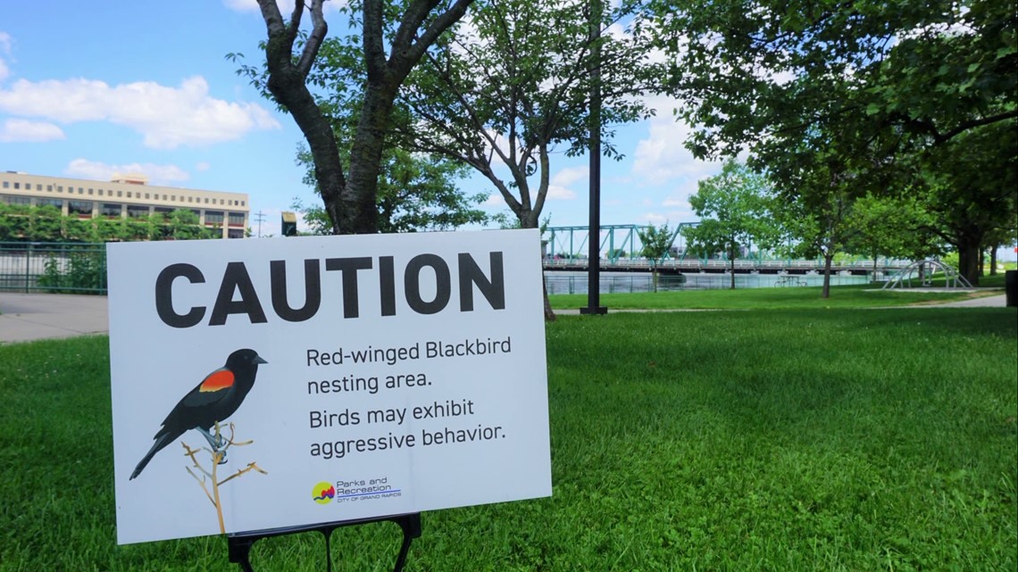 Blackbirds attack during nesting season