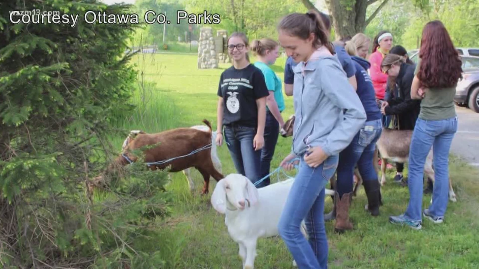 Ottawa County landscaping goats