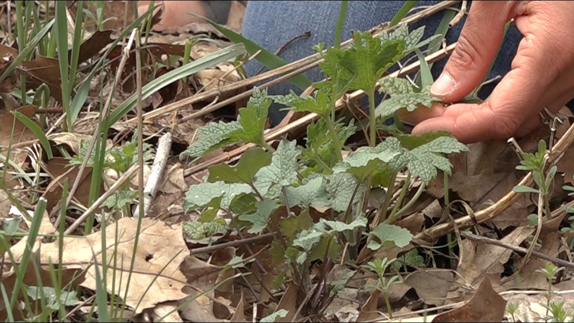 A guide to foraging in West Michigan