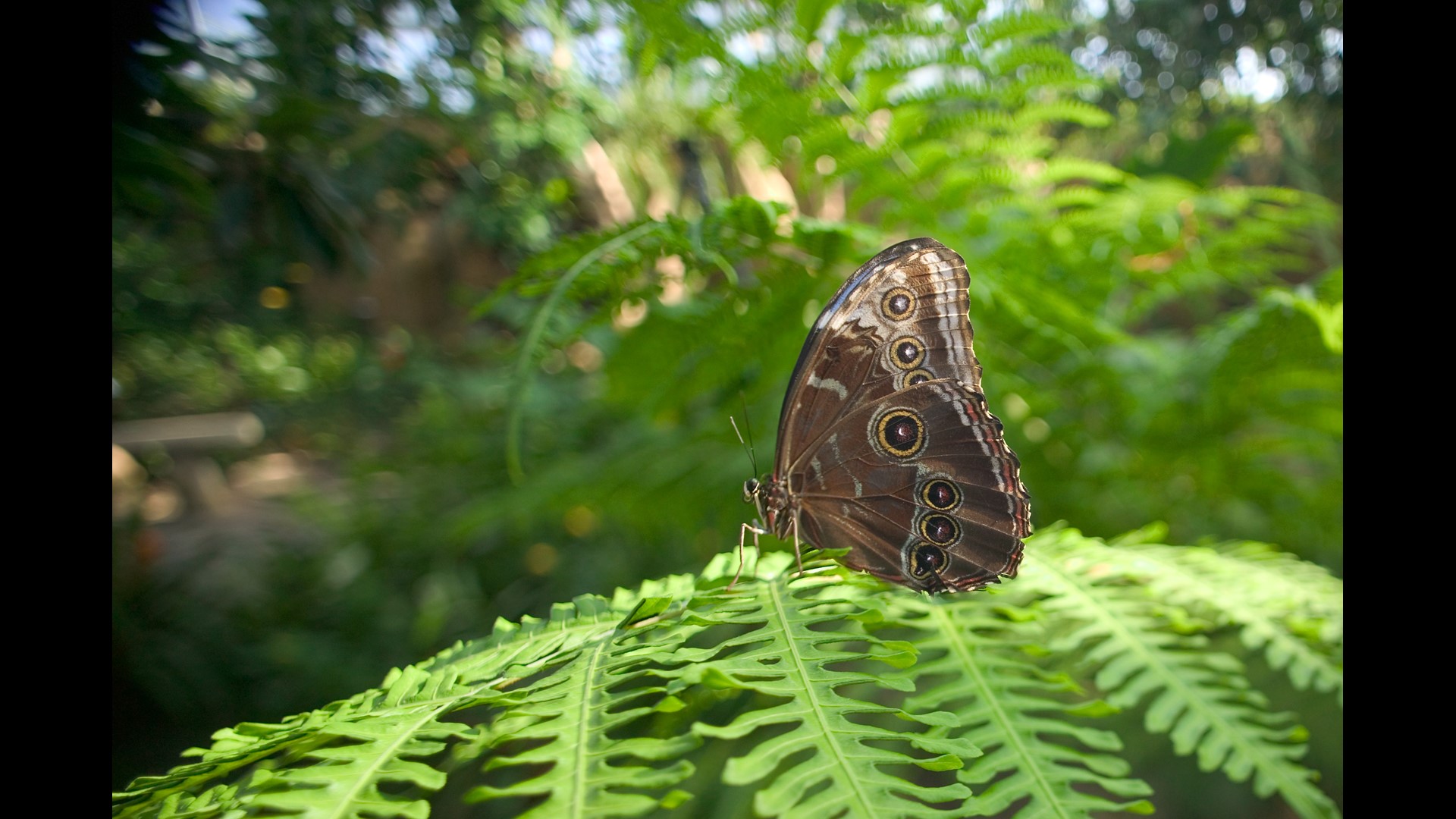 Butterflies Are Blooming at Frederik Meijer Gardens Opens March 1