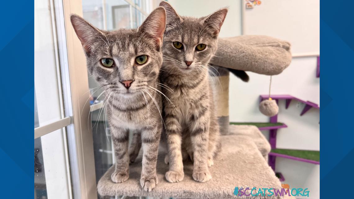 Bonded siblings looking for their forever home in West Michigan - Vimarsana News