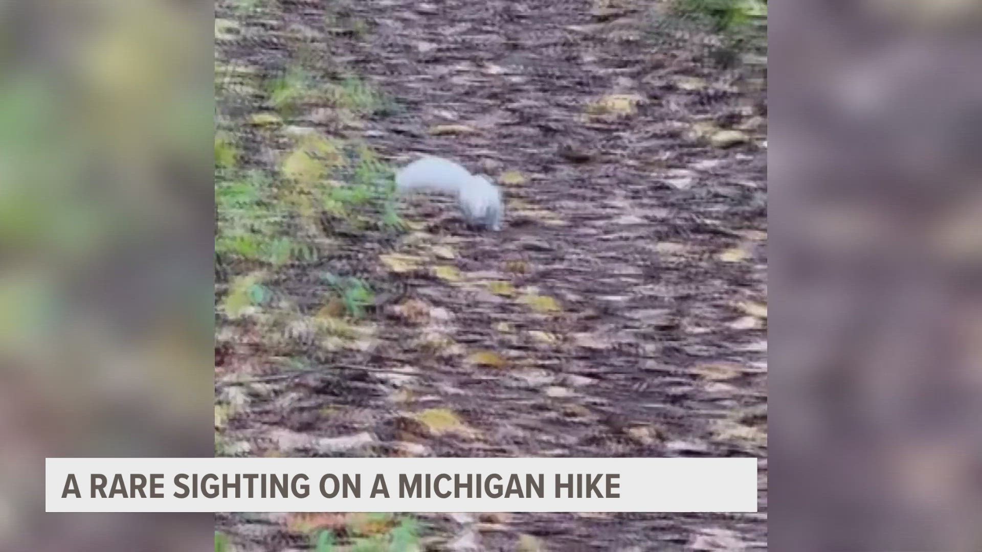 While out on a hike in Brighton, a muskegon man made a one in one hundred thousand discovery, an Albino Squirrel.