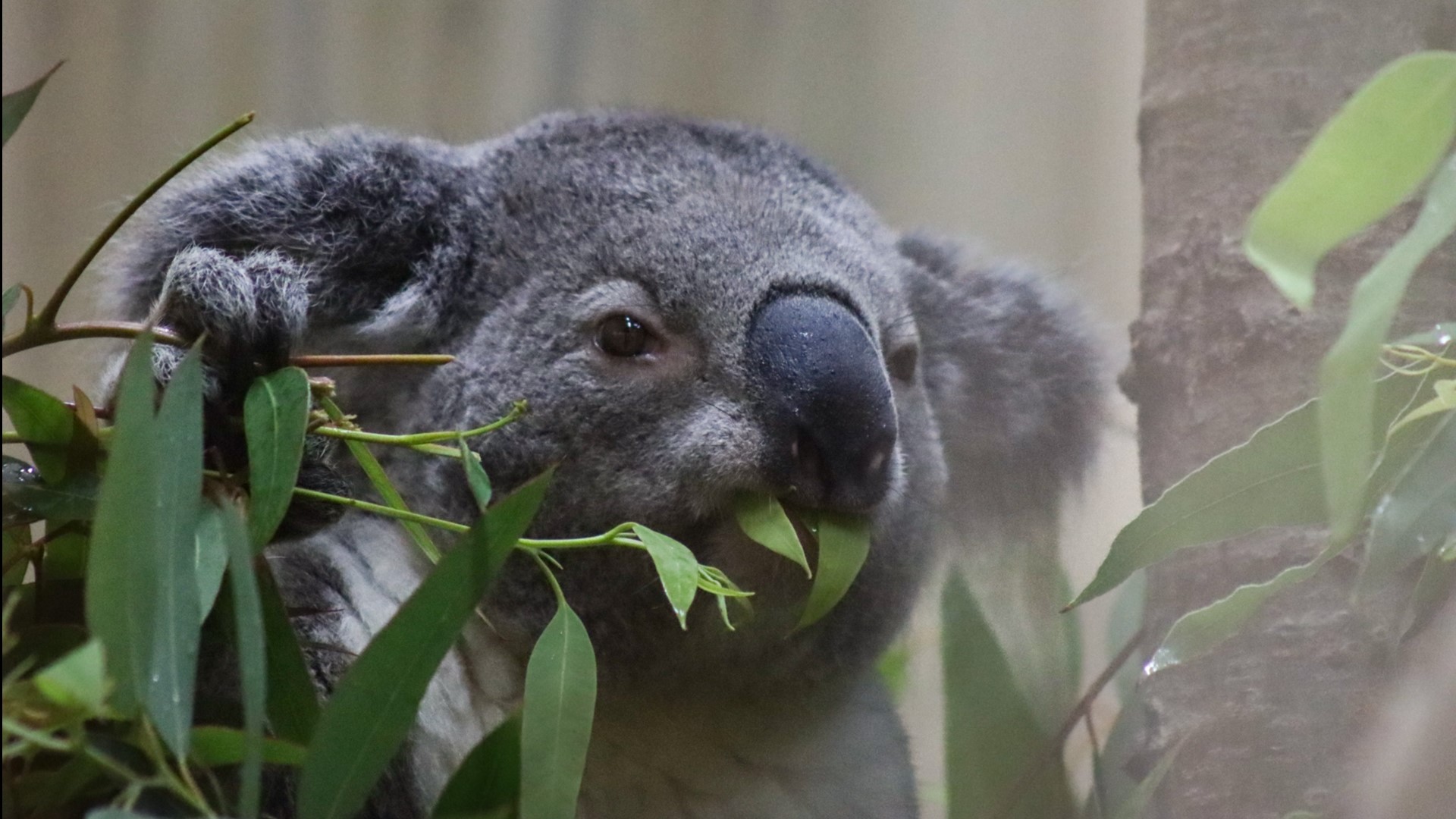 The three-day festival is a chance to celebrate and say goodbye to the two male koalas, who visited the zoo from San Diego this summer.