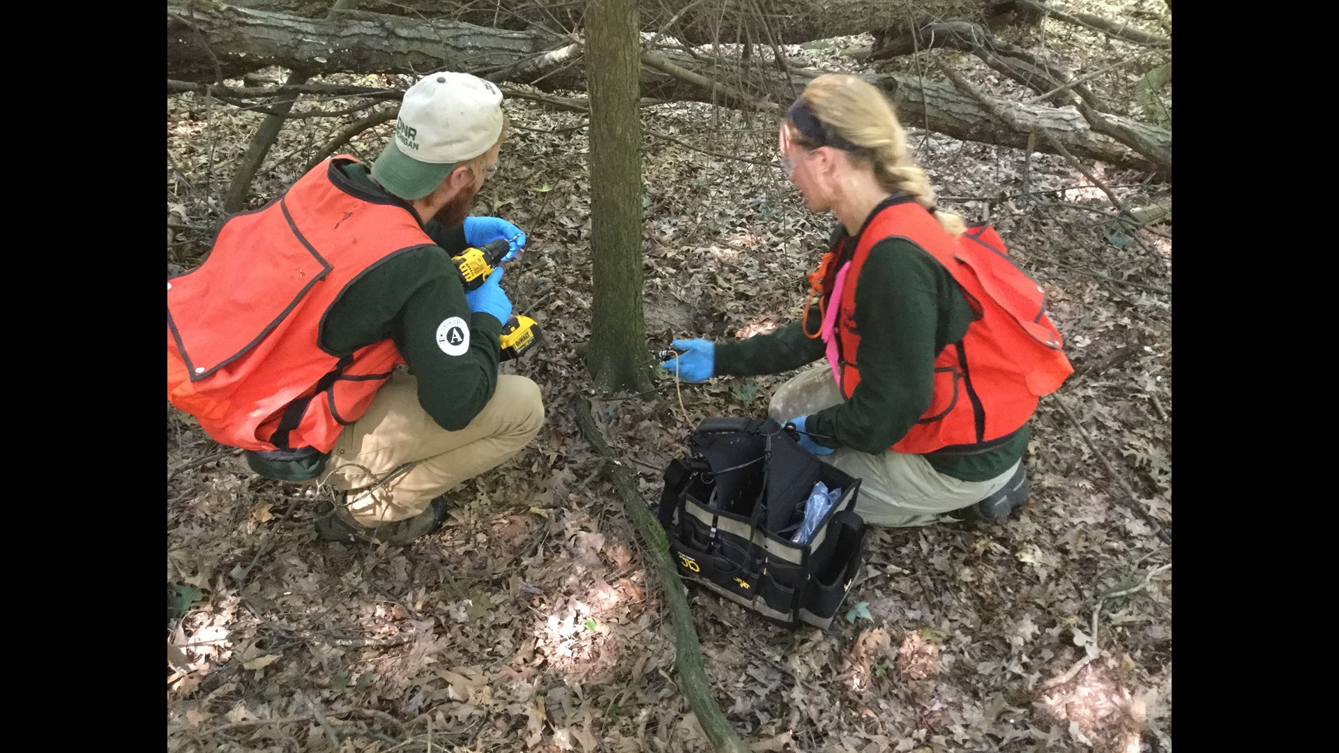 Efforts to contain spread of invasive tree-eating insects working ...