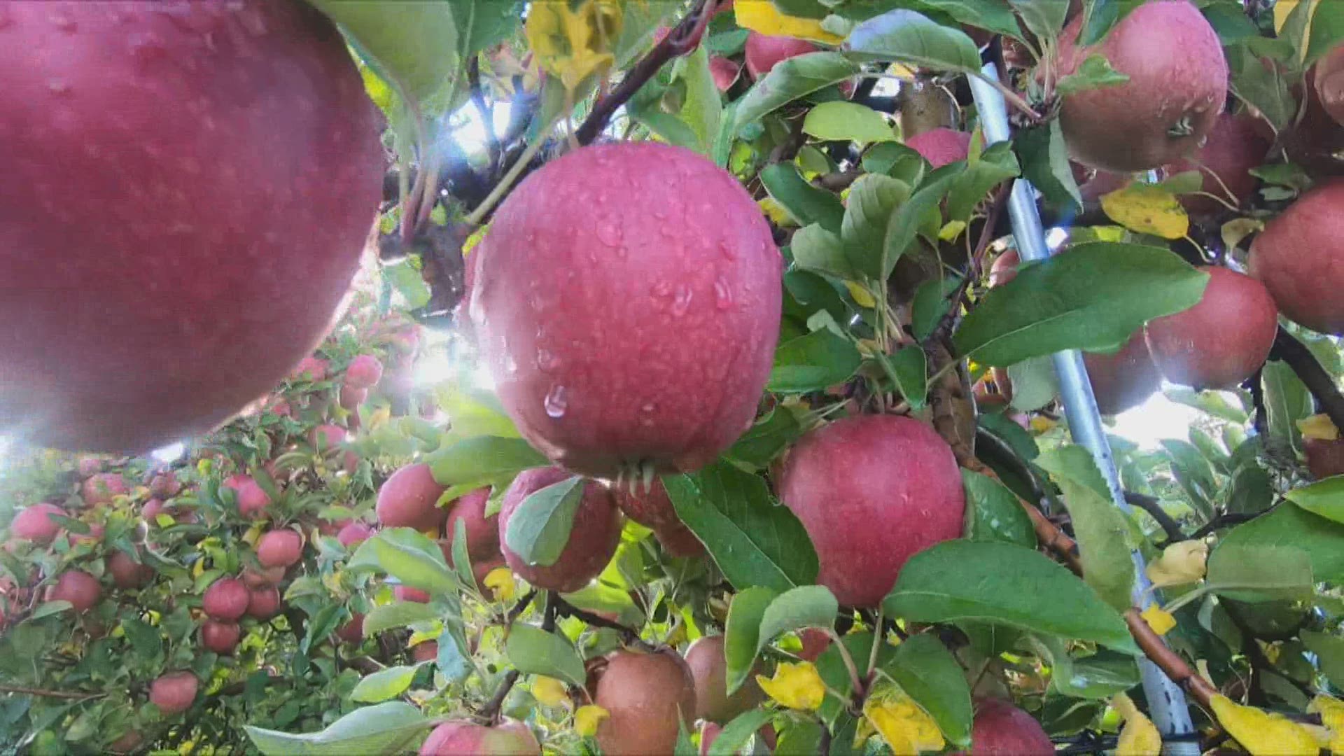 Warmer temperatures leading to early budding for the apple crop