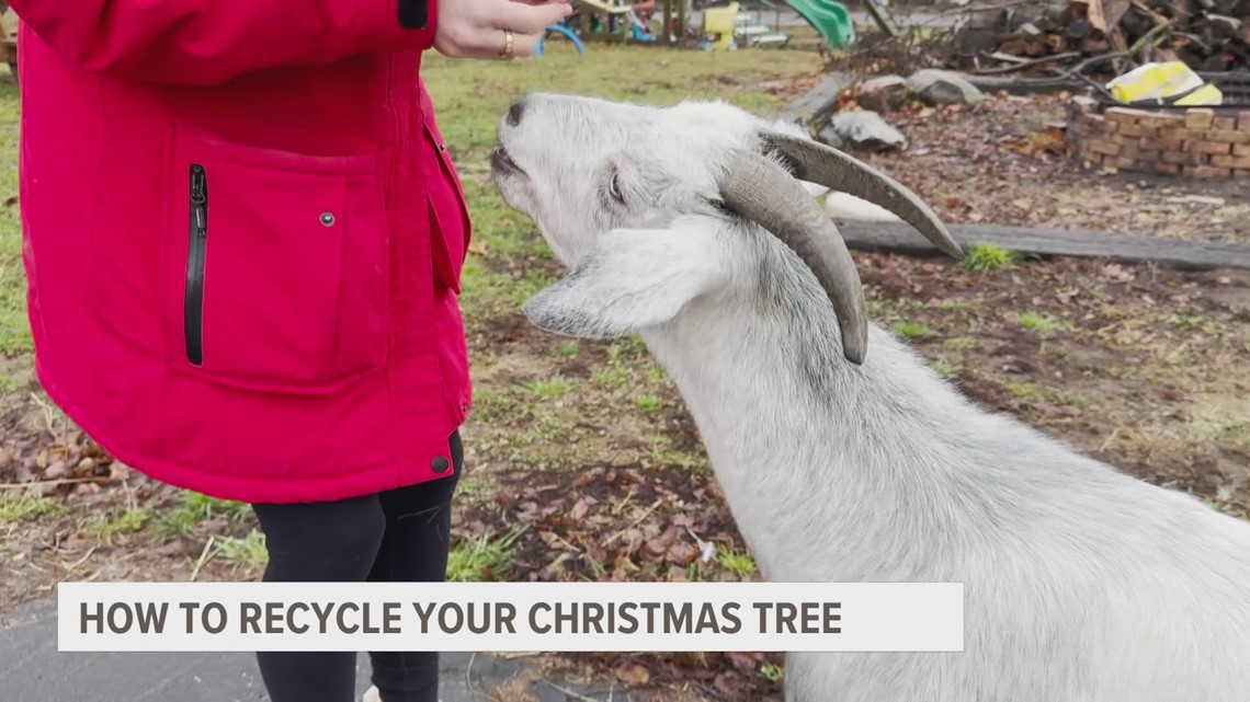 These goats would love to eat your Christmas tree