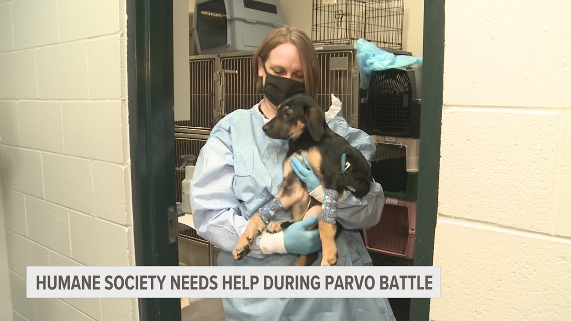 Humane society of west michigan continues to care for sick puppies